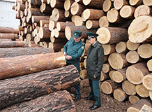 Дальневосточная оперативная таможня завела 13 уголовных дел, связанных с незаконным экспортом леса